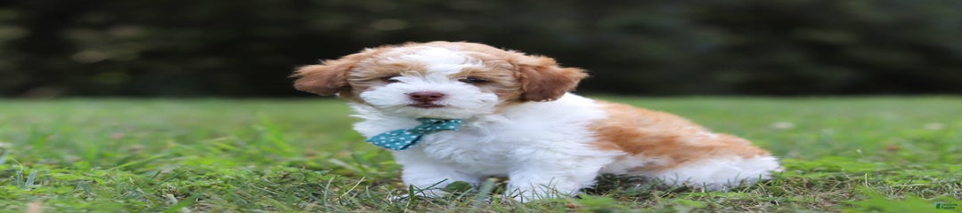 Hudson