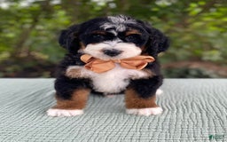 Bernedoodle dogs for sale: Abel - Image 3