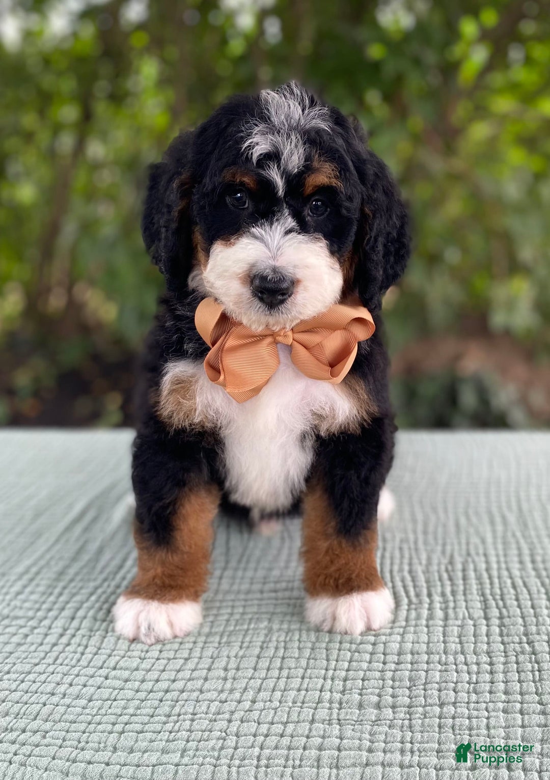 Bernedoodle dogs for sale: Abel - Image 3