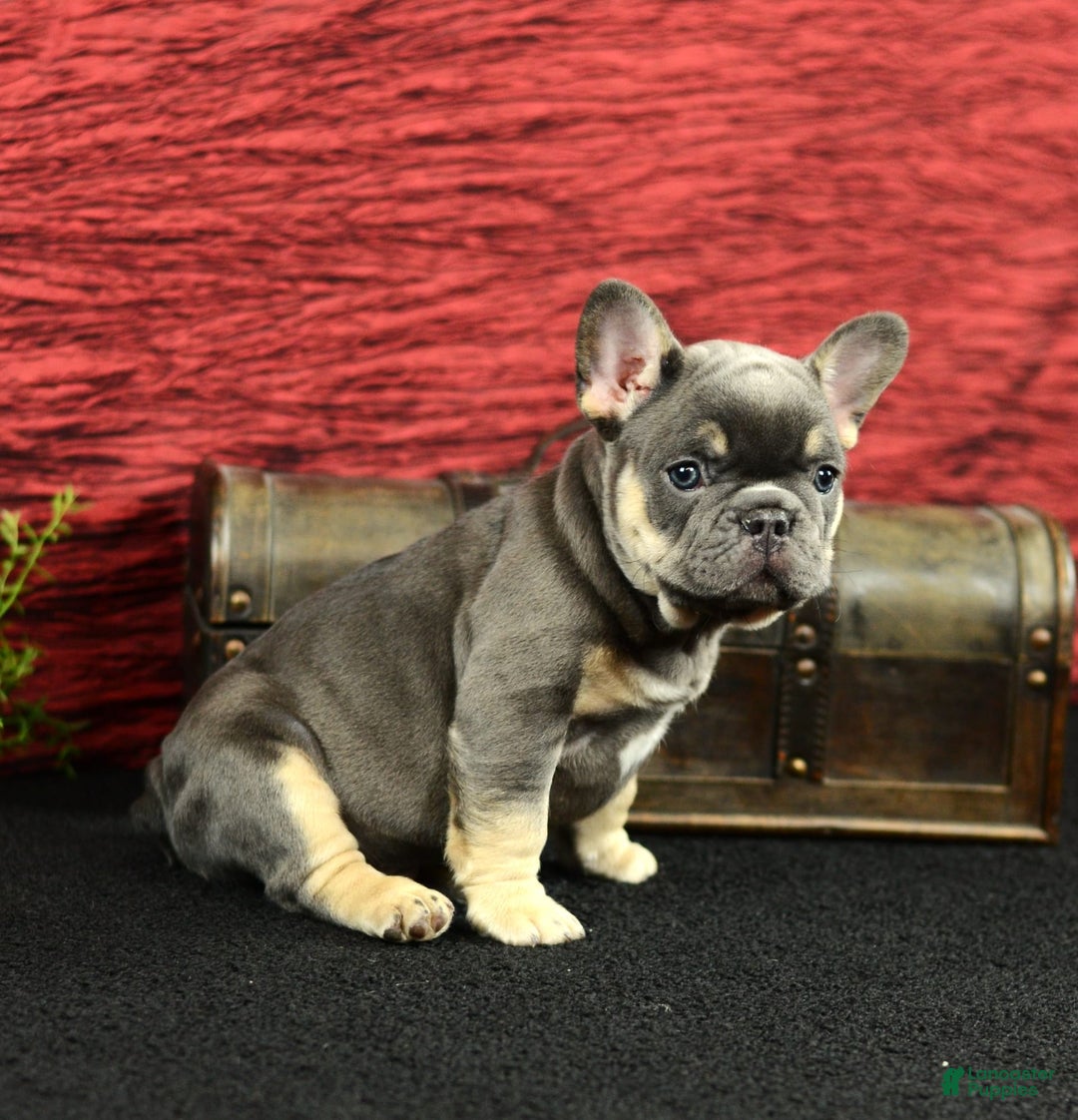 French Bulldog dogs for sale: 9908 Ollie - Image 5