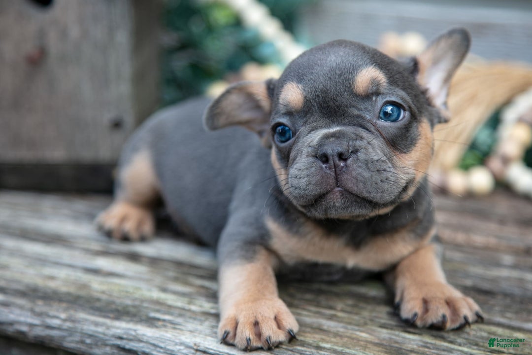 French Bulldog dogs for sale: Bear - Image 7
