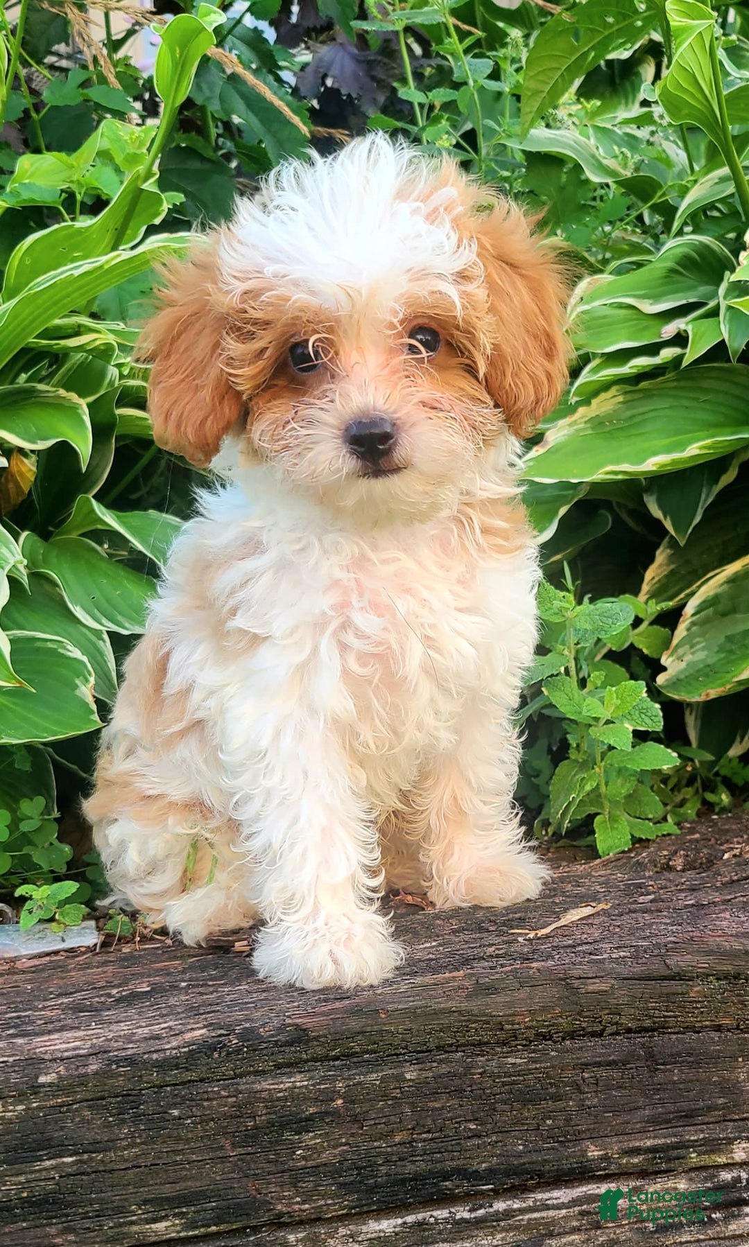 Cavapoo dogs for sale: Blue - Image 5
