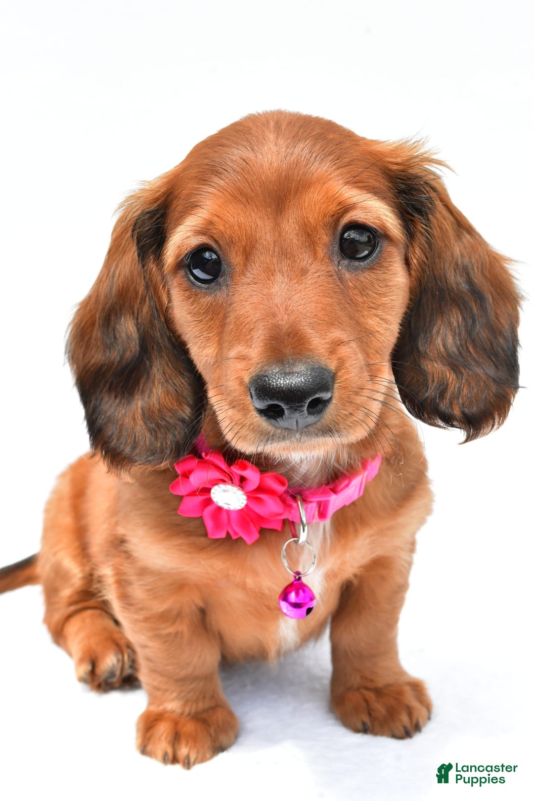 Miniature Dachshund dogs for sale: Ivory - Image 3