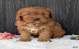 Cavapoo dogs for sale: Toby - Image 15