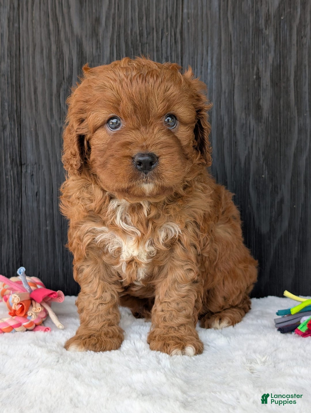 Cavapoo dogs for sale: Toby - Image 15