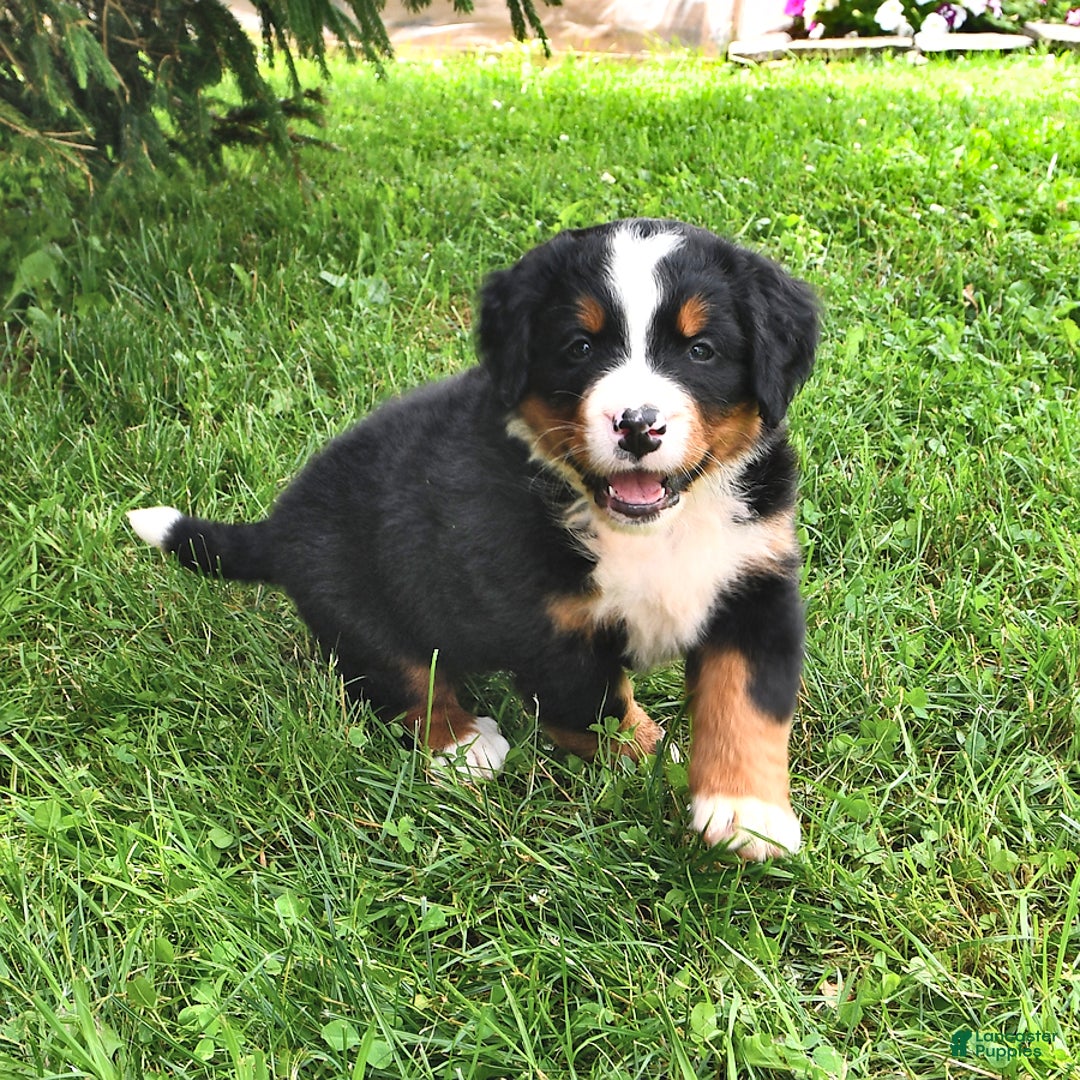 Bernese Mountain Dog dogs for sale: Vincent - Image 1