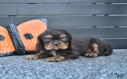 Cavalier King Charles Spaniel dogs for sale: Wiskey - Image 7