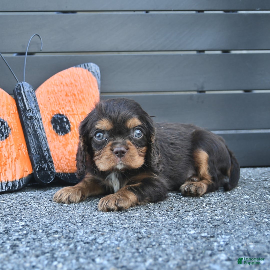 Cavalier King Charles Spaniel dogs for sale: Wiskey - Image 7