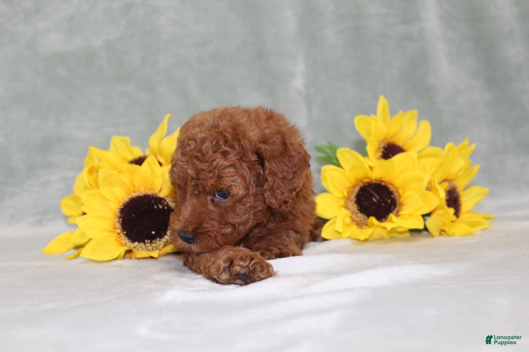 Miniature Poodle dogs for sale: Velcro - Image 6