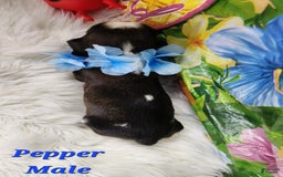 English Springer Spaniel dogs for sale: Pepper - Image 3