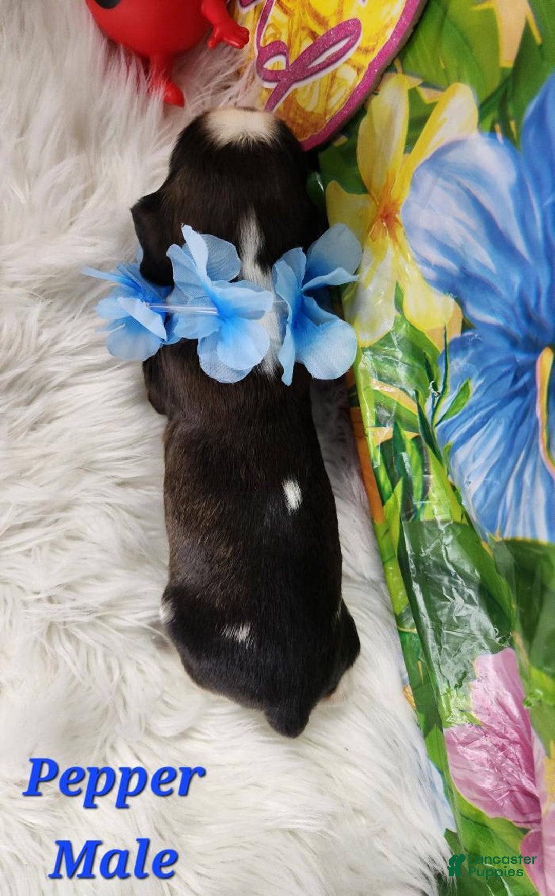 English Springer Spaniel dogs for sale: Pepper - Image 3
