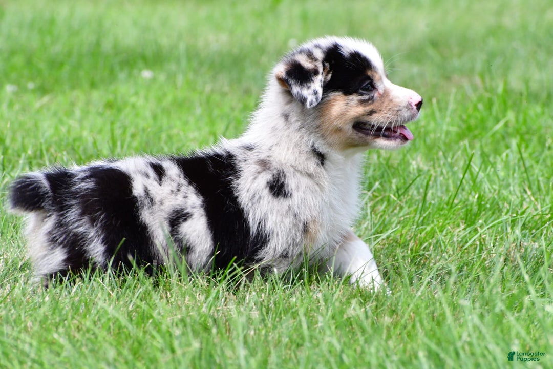 Australian Shepherd dogs for sale: Milo - Image 4