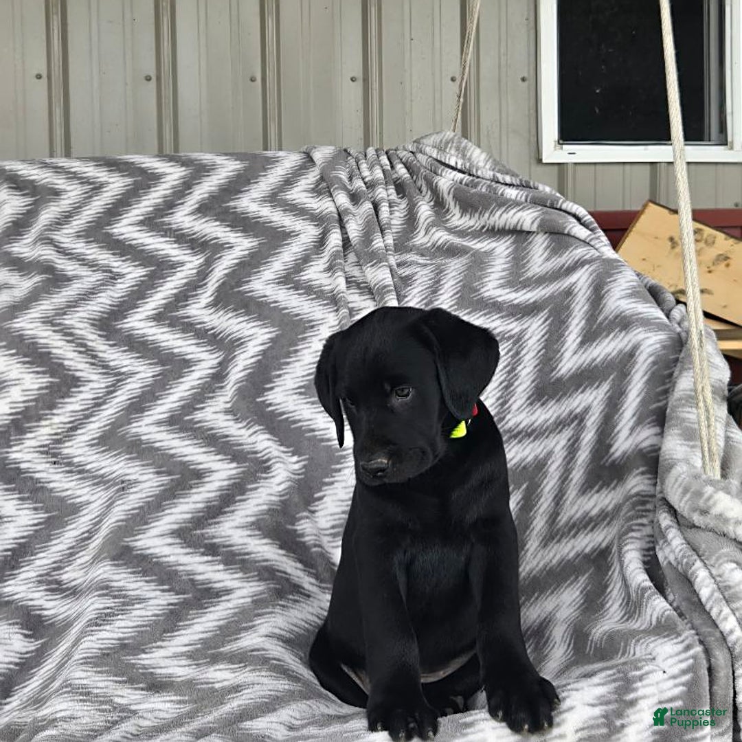 Labrador Retriever dogs for sale: Cole - Image 3