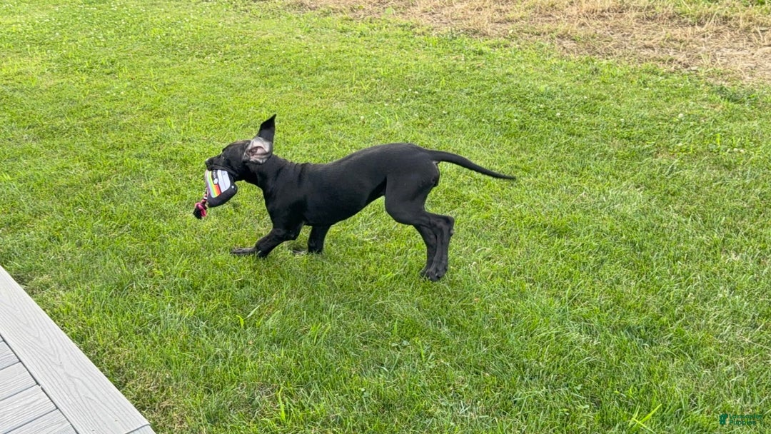 Great Dane dogs for sale: Areona - Image 9