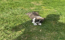 American Bully dogs for sale: Nala-brindle - Image 10