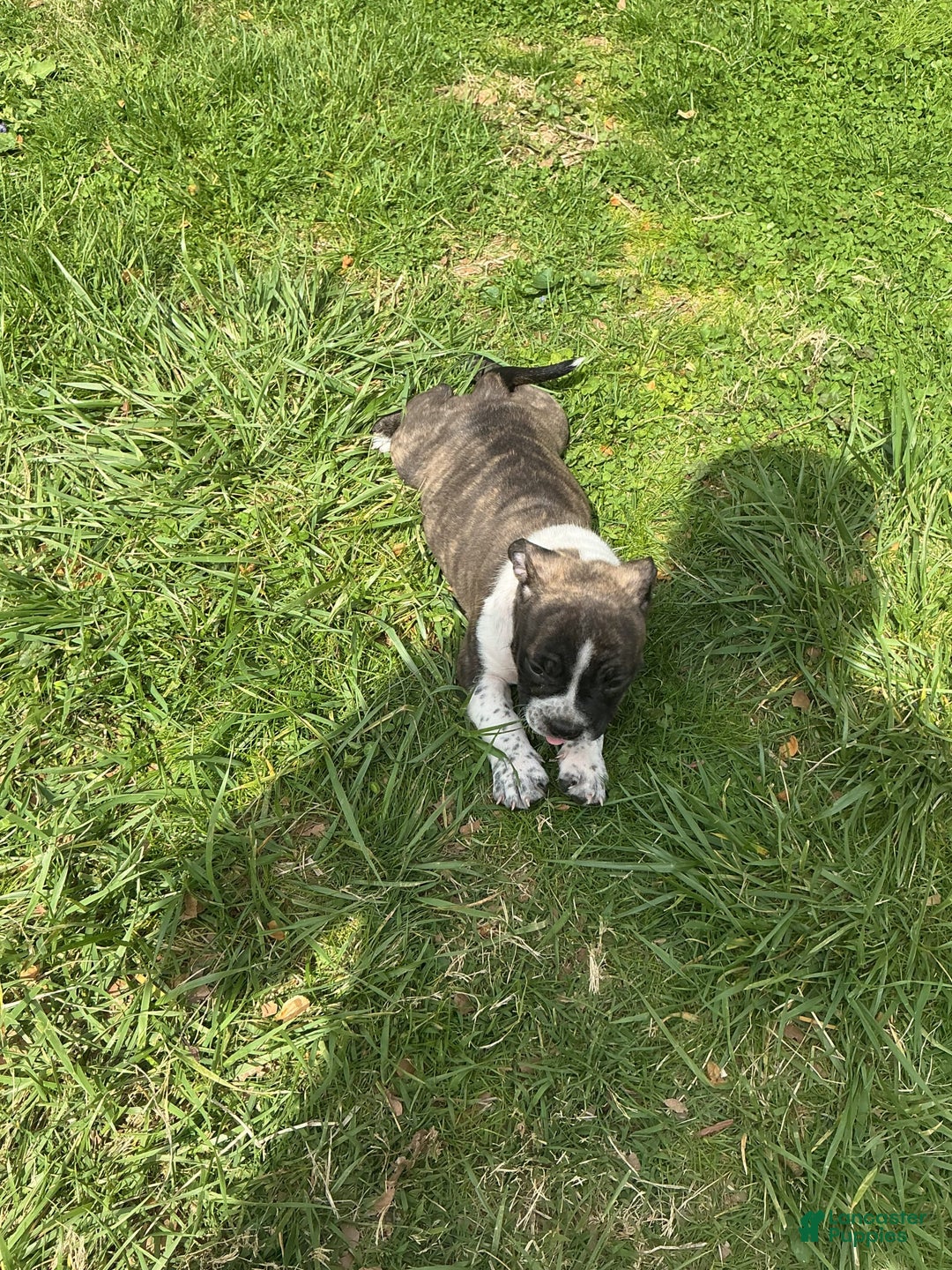 American Bully dogs for sale: Nala-brindle - Image 10