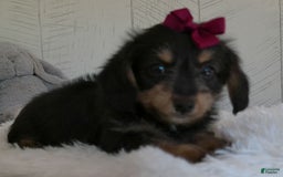 Yorkiepoo dogs for sale: Raine - Image 2