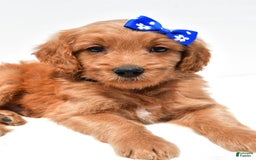 Mini Goldendoodle dogs for sale: Tommy - Image 3