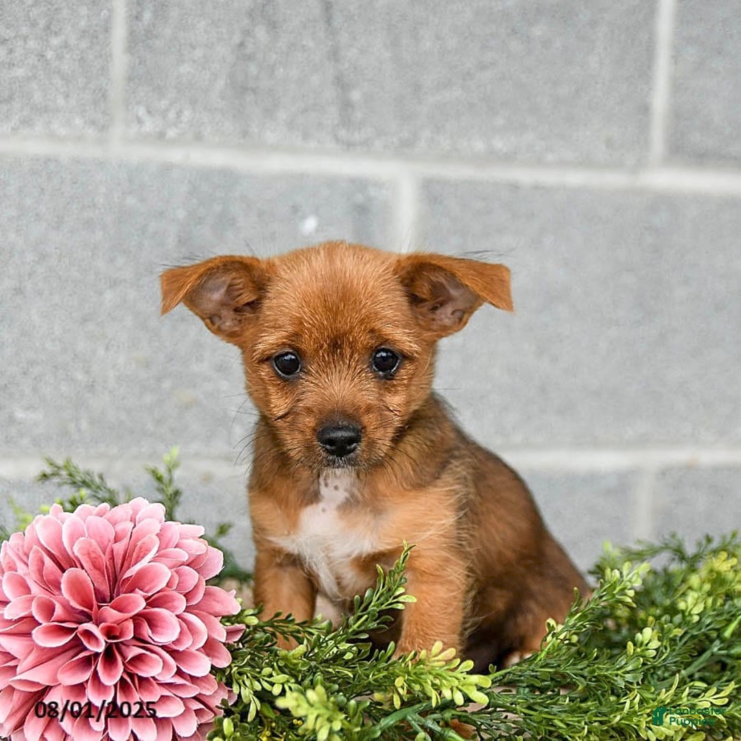 Shorkie dogs for sale: Bill - Image 4
