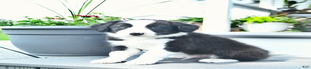 Bucky