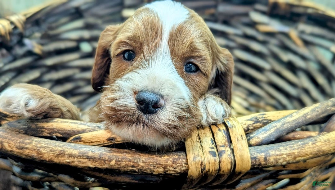 Cavapoo dogs for sale: Steve - Image 9