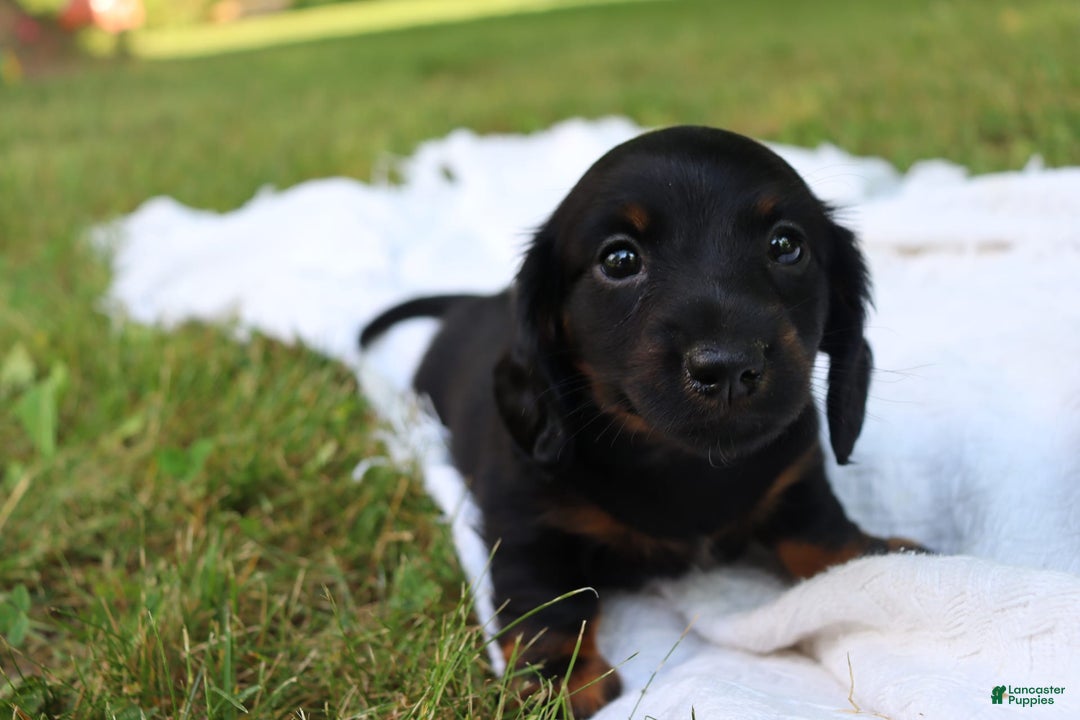 Miniature Dachshund dogs for sale: Mace - Image 11