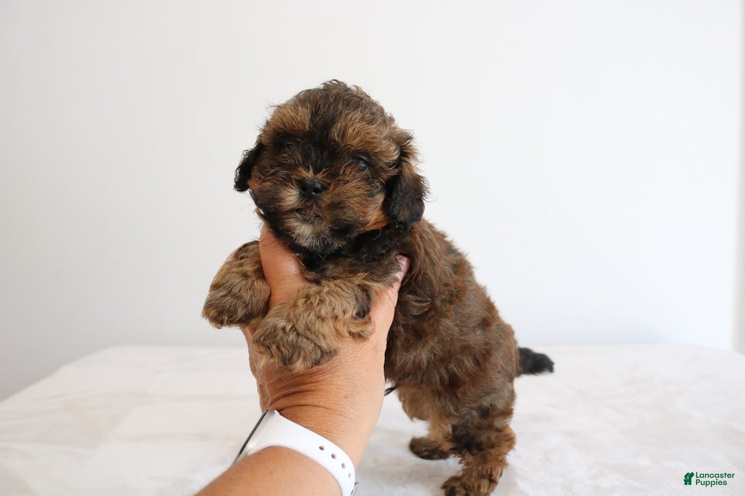 Shihpoo dogs for sale: Lukas - Image 13