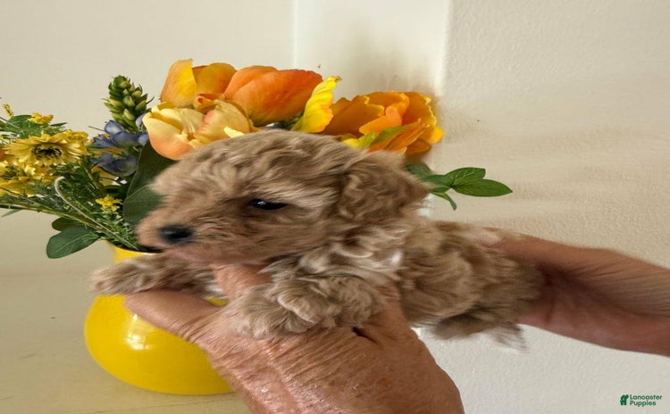 Maltipoo dogs - Advert 21