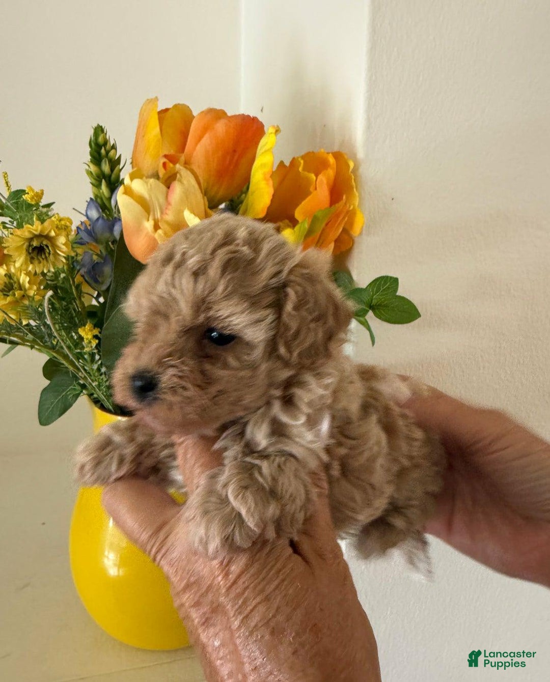 Maltipoo dogs for sale: Sara - Image 2