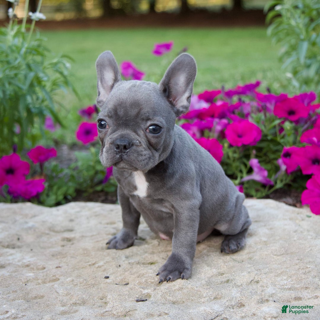 French Bulldog dogs for sale: Quinn - Image 4