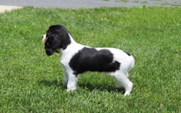Cavalier King Charles Spaniel dogs for sale: Bear - Image 15