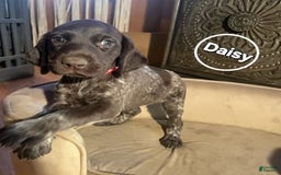 German Shorthaired Pointer dogs for sale: German Shorthaired Pointer 5 puppies - Image 10