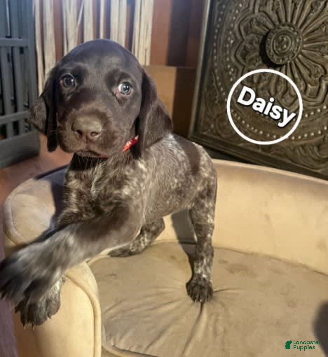 German Shorthaired Pointer dogs for sale: German Shorthaired Pointer 5 puppies - Image 10