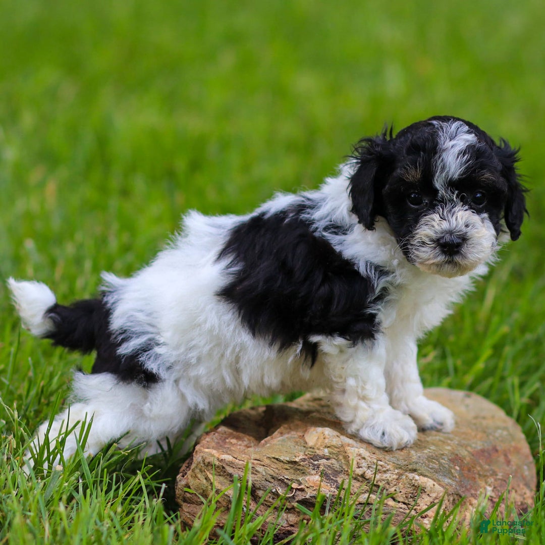 Miniature Poodle dogs for sale: Bentley - Image 1