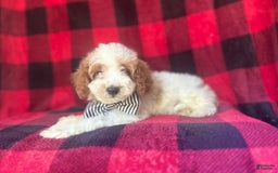 Cavapoo dogs for sale: Jammer - Image 5