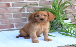 Cavapoo dogs for sale: Kosmo - Image 2