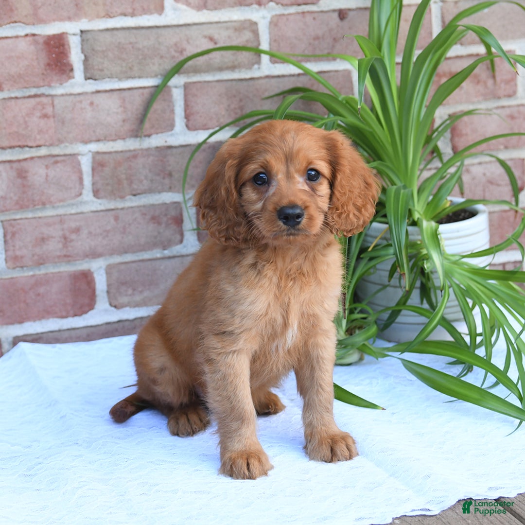 Cavapoo dogs for sale: Kosmo - Image 2