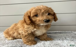 Mini Goldendoodle dogs for sale: Jasper - Image 2