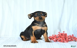 Miniature Pinscher dogs for sale: Bella - Image 2