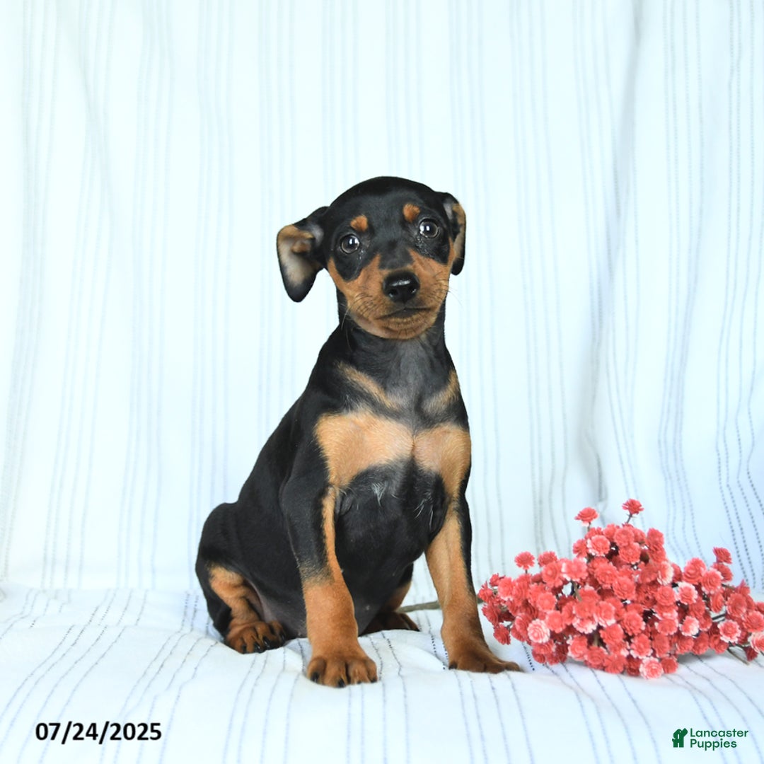 Miniature Pinscher dogs for sale: Bella - Image 2