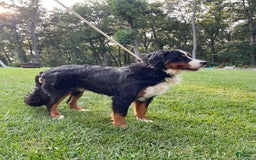 Bernese Mountain Dog dogs for stud: Theo - Image 3