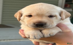 Labrador Retriever dogs for sale: Leo - Image 5