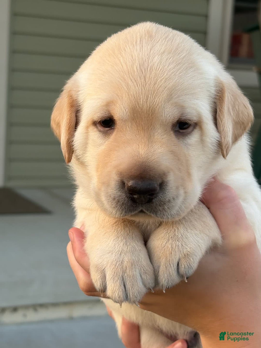 Labrador Retriever dogs for sale: Leo - Image 5