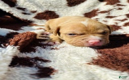 American Bully dogs for sale: Brody - Image 2
