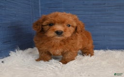 Cavapoo dogs for sale: Dakota - Image 2
