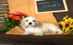 Cocker Spaniel dogs for sale: Pearl - Image 9