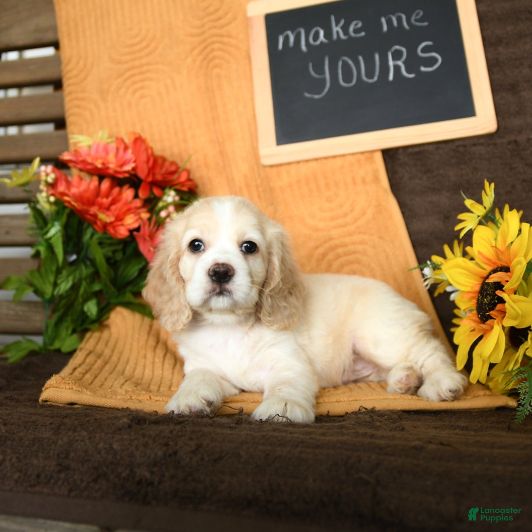 Cocker Spaniel dogs for sale: Pearl - Image 9