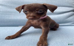 Miniature Pinscher dogs for sale: Petunia - Image 5