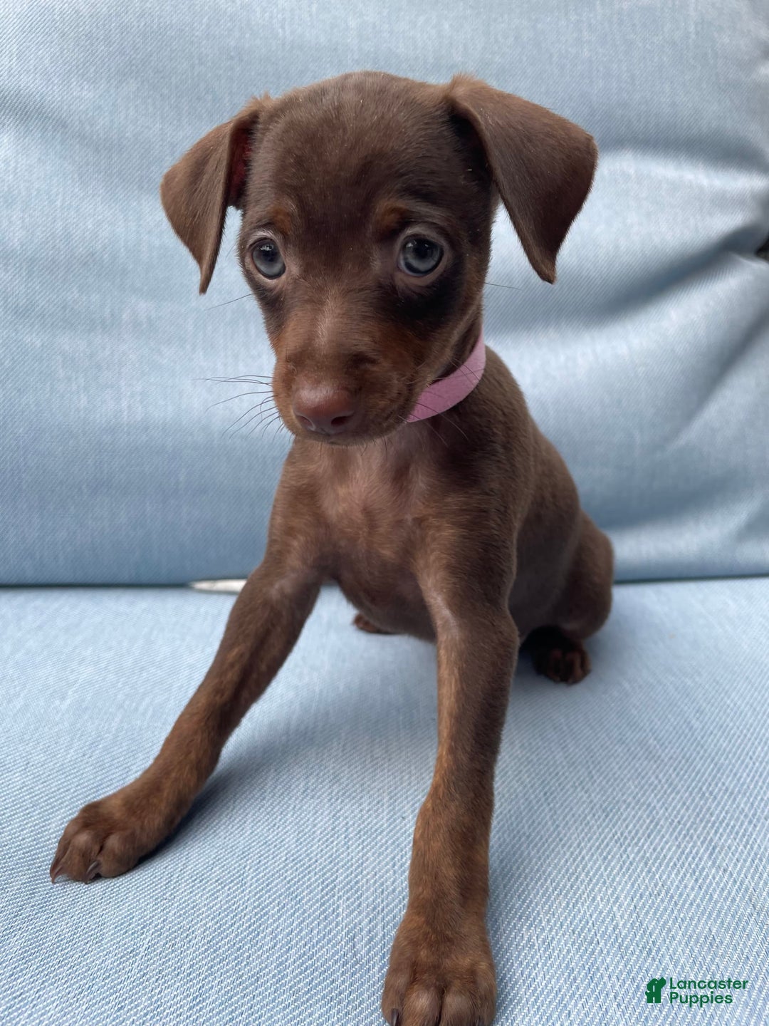 Miniature Pinscher dogs for sale: Petunia - Image 5