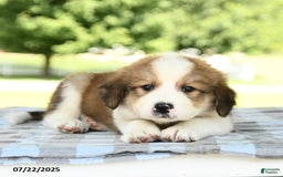 Great Pyrenees dogs for sale: Lion - Image 3
